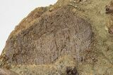 Dinosaur Bones, Tendons, and Tooth in Sandstone - Wyoming #227511-2